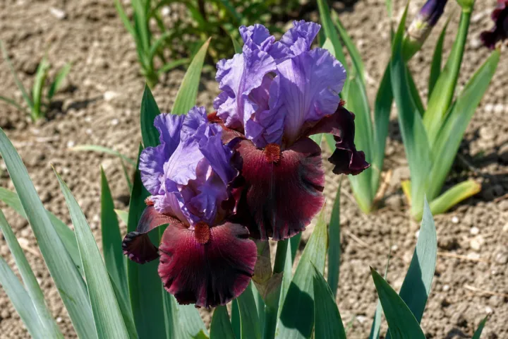 Iris 'Romantic Evening'
