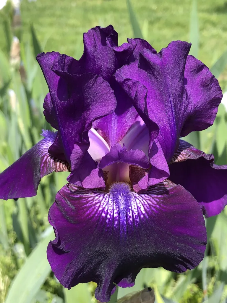Iris 'Rosalie Figge' – kvety zblízka, fotografia rastliny