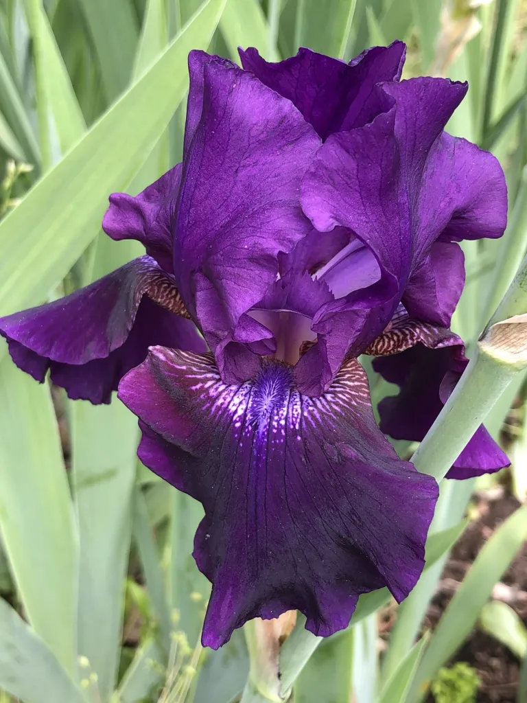 Iris 'Rosalie Figge' – kvety zblízka, fotografia rastliny
