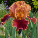 Iris 'Rustler' – fotografia rastliny