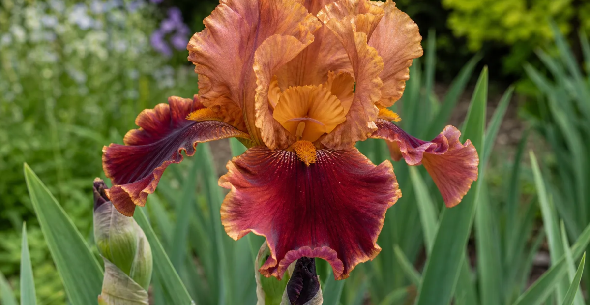 Iris 'Rustler' – plant photo