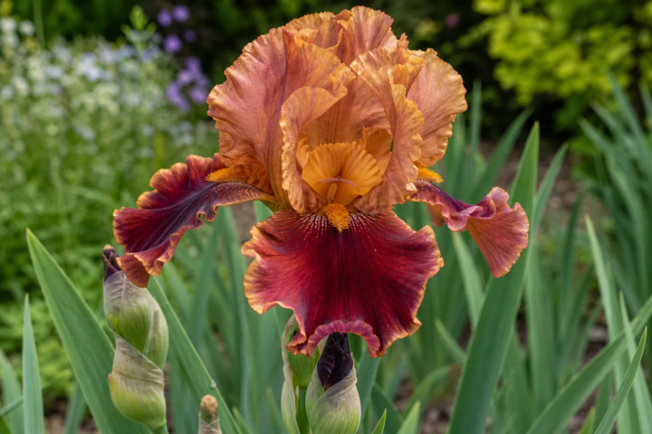 Iris 'Rustler'