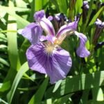 Iris setosa – fotografia rastliny