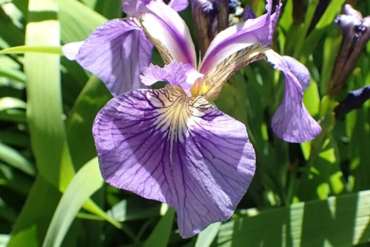 Iris setosa