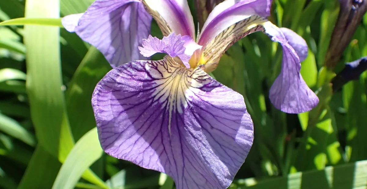 Beach-head Iris (Iris setosa) – plant photo