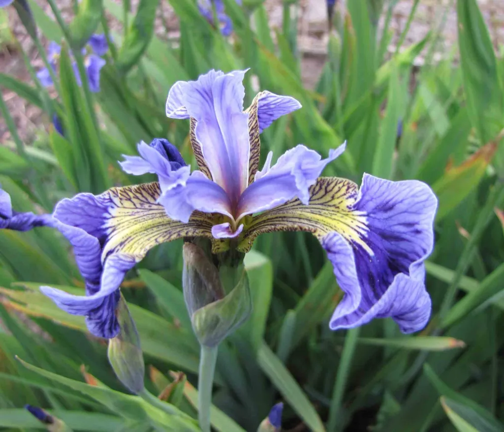 Beach-head Iris (Iris setosa) – in a garden setting, plant photo