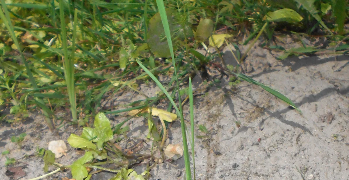Siberian Iris (Iris sibirica) – plant photo