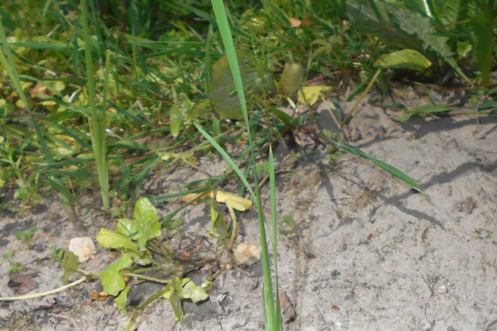 Iris sibirica