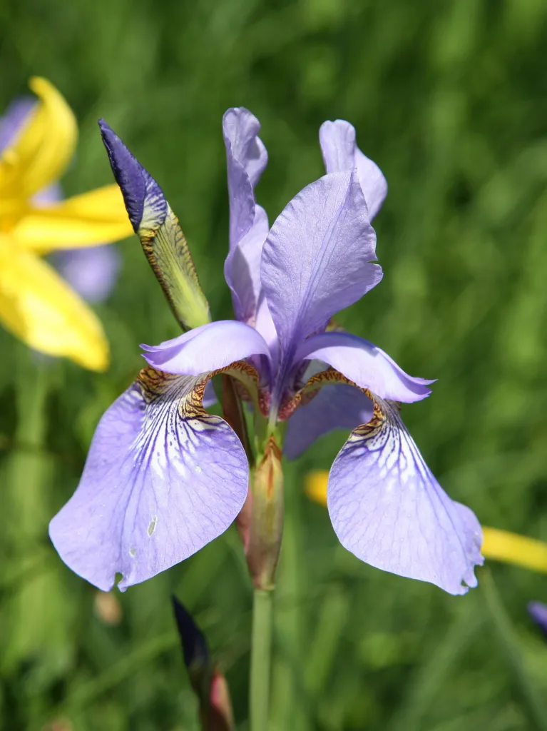 Sibirische Schwertlilie (Iris sibirica) – Blüten in Nahaufnahme, Pflanzenfoto
