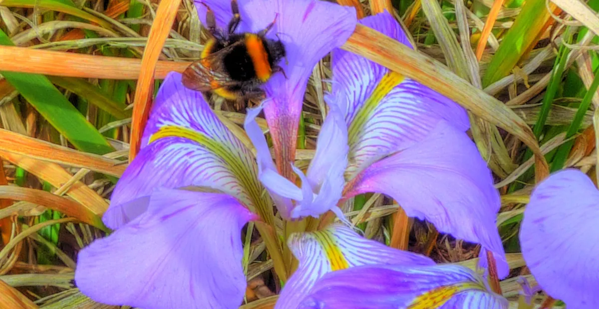 Algerian Iris (Iris unguicularis) – plant photo