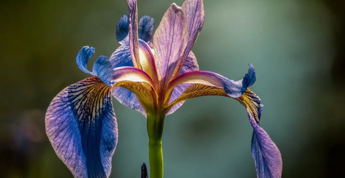Iris versicolor – fotografia rastliny