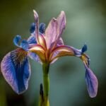 Iris versicolor – fotografia rastliny