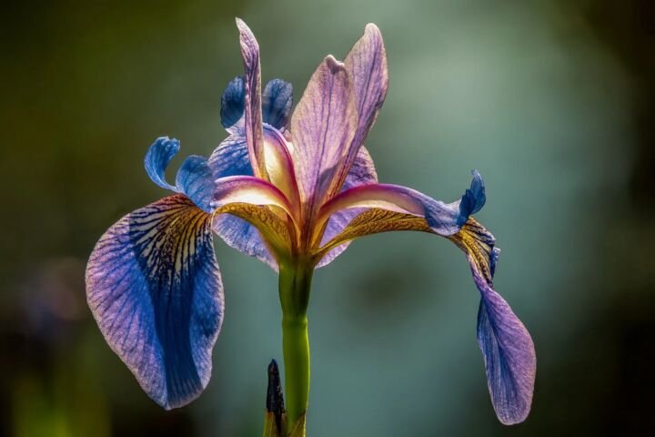 Iris versicolor