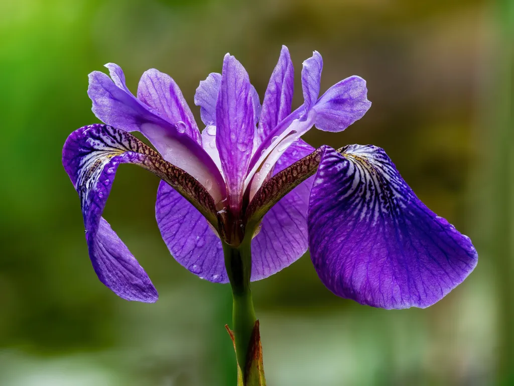 Iris versicolor – v záhrade, fotografia rastliny