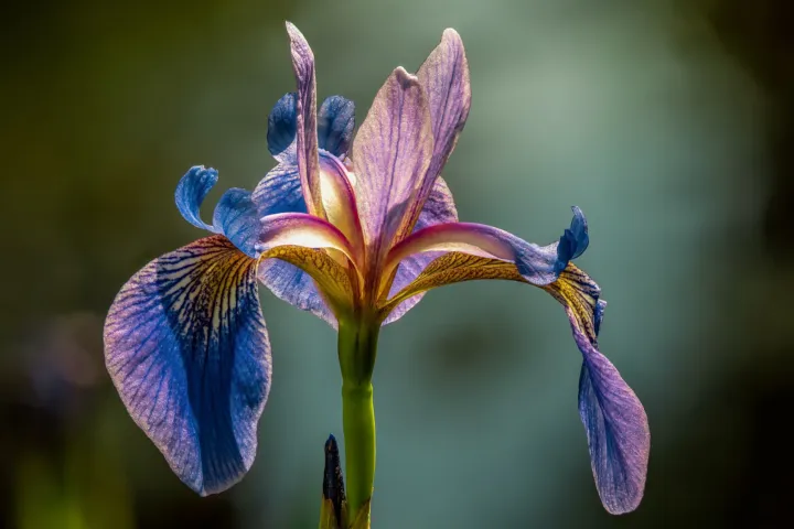 Iris versicolor