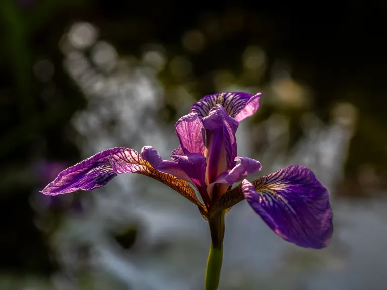 he blue flag (Iris versicolor) – in a garden setting, plant photo