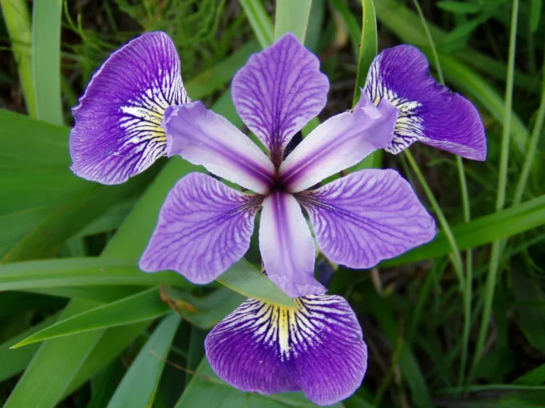 he blue flag (Iris versicolor) – flowers in close-up, plant photo