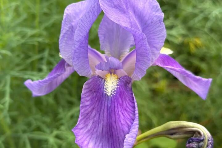 Iris germanica