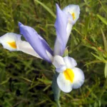 he Spanish iris (Iris xiphium) – plant photo