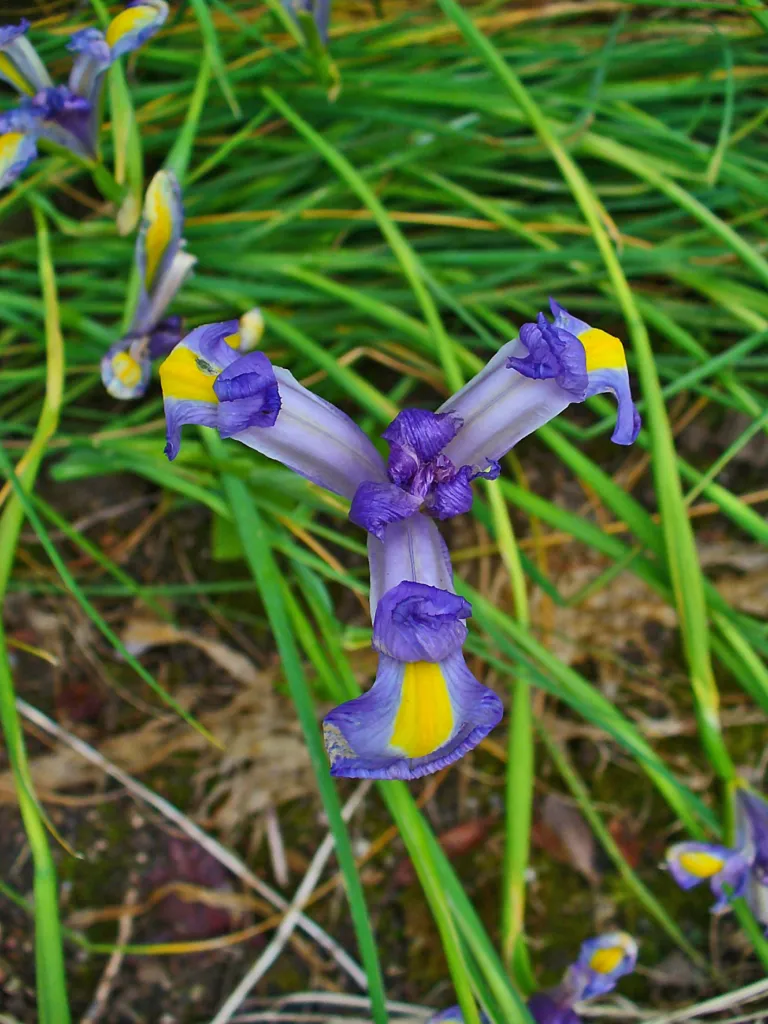 he Spanish iris (Iris xiphium) – flowers in close-up, plant photo