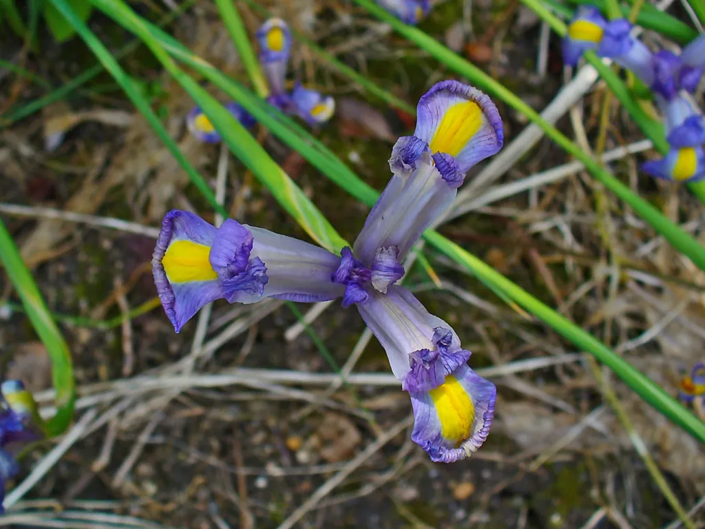 he Spanish iris (Iris xiphium) – flowers in close-up, plant photo