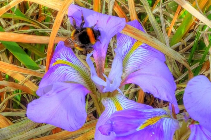 Iris unguicularis