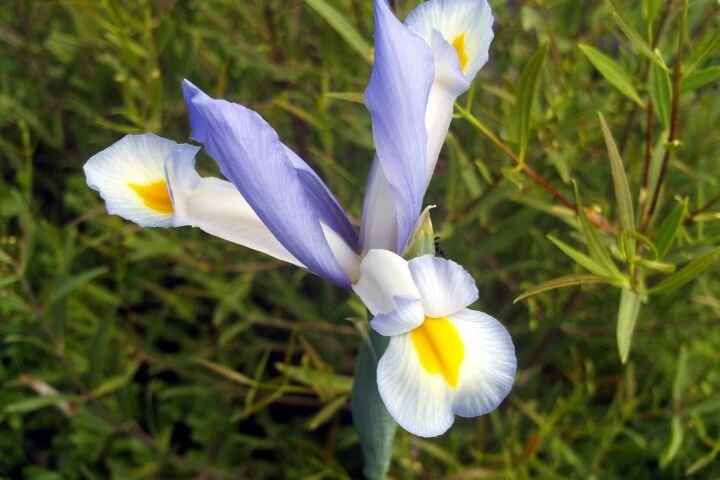 Iris xiphium