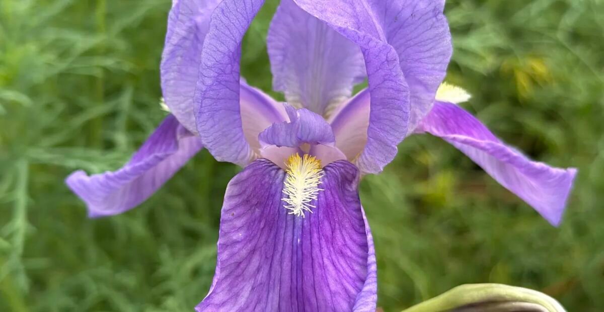 Irys niemiecki (Iris germanica) – plant photo