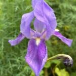 Irys niemiecki (Iris germanica) – zdjęcie rośliny