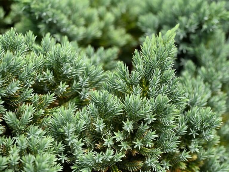 jałowiec łuskowaty (Juniperus squamata) – zdjęcie rośliny