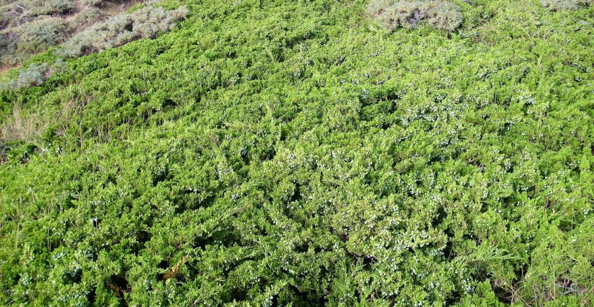 jałowiec sabiński (Juniperus sabina) – plant photo