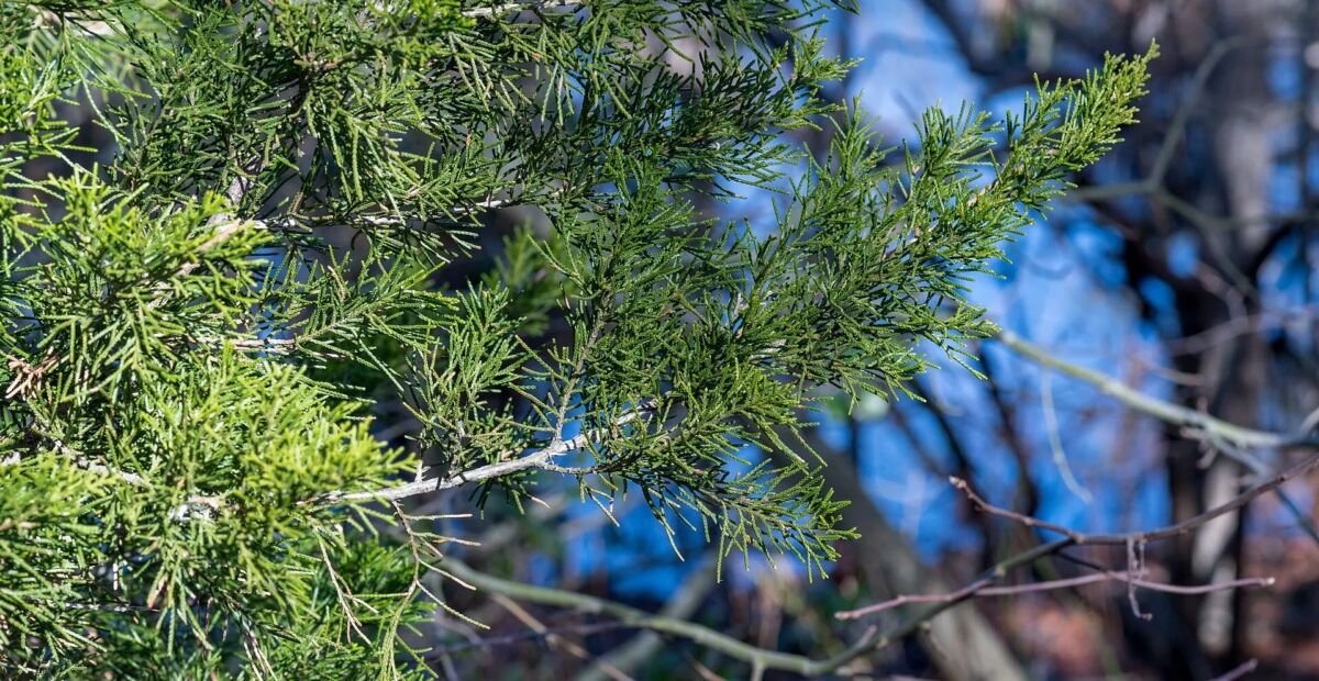 jałowiec wirginijski (Juniperus virginiana) – plant photo
