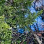jałowiec wirginijski (Juniperus virginiana) – zdjęcie rośliny