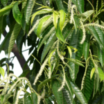 Japanische Esskastanie (Castanea crenata) – Pflanzenfoto
