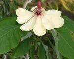 Japanische Großblatt-Magnolie (Magnolia obovata): Pflege