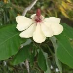 Japanische Großblatt-Magnolie (Magnolia obovata) – Pflanzenfoto