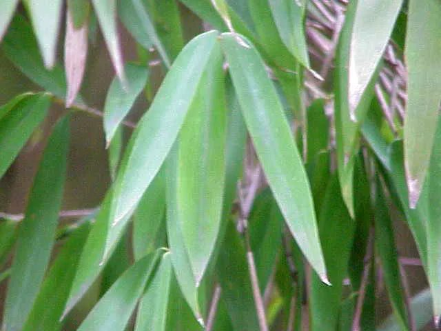 Pseudosasa japonica