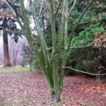 Japanischer Schlangenhaut-Ahorn (Acer capillipes) – Pflanzenfoto