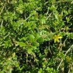 Jasminum nudiflorum – Pflanzenfoto