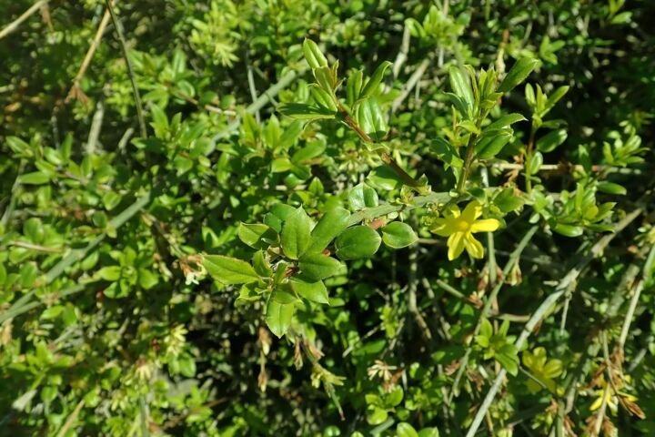 Jasminum nudiflorum