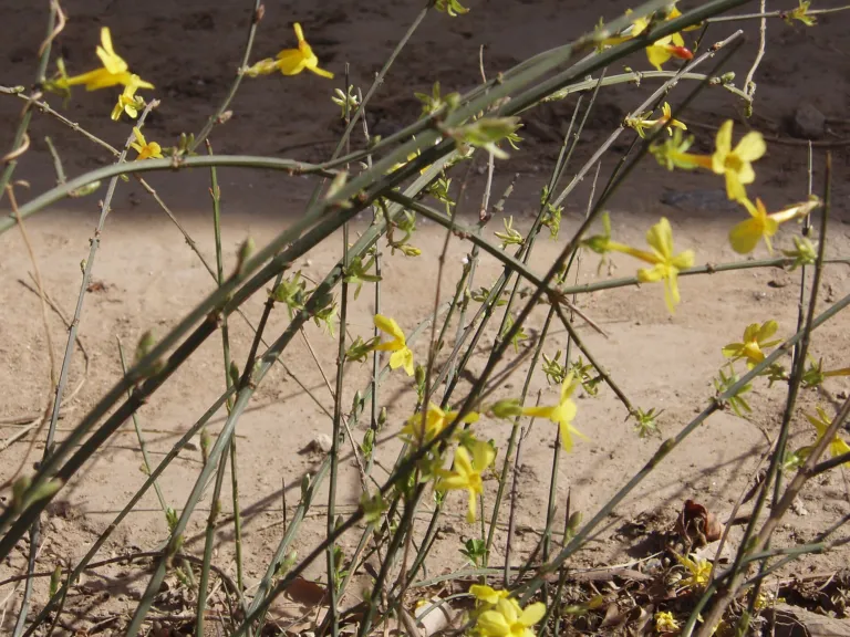 Jasminum nudiflorum care guide (Jasminum nudiflorum) – flowers in close-up, plant photo