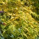 Jasminum officinale 'Fiona Sunrise' – fotografia rastliny