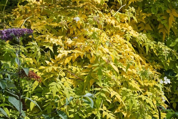 Jasminum officinale 'Fiona Sunrise'