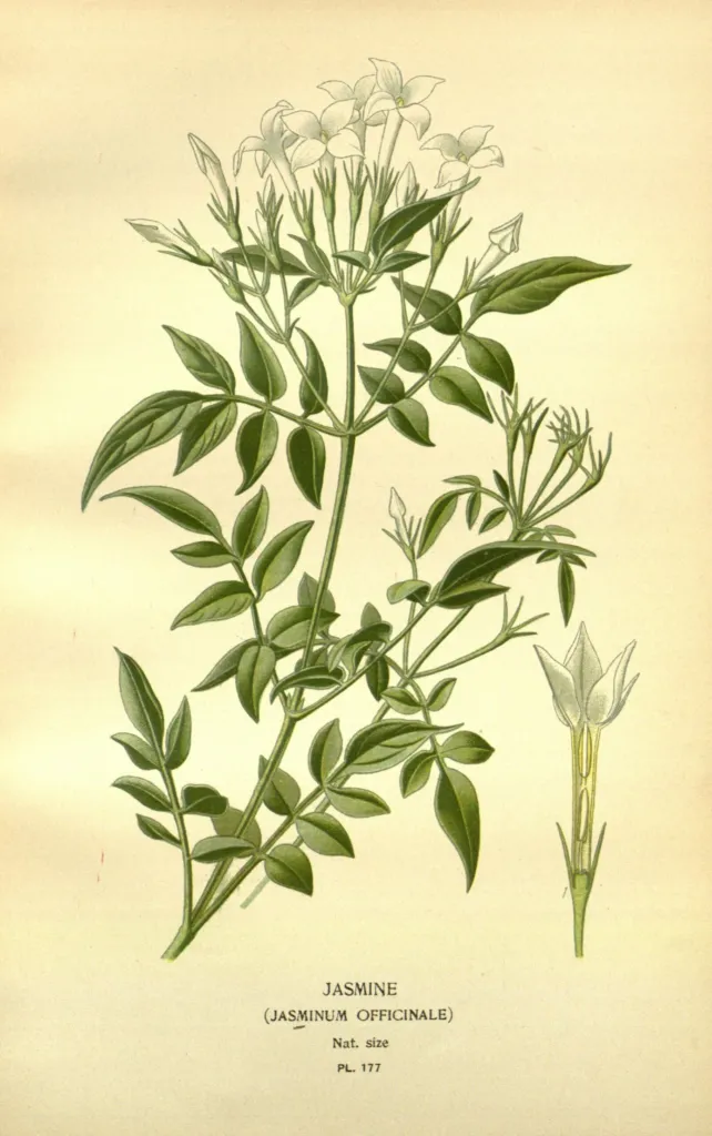 Jazmín lekársky (Jasminum officinale) – kvety zblízka, fotografia rastliny