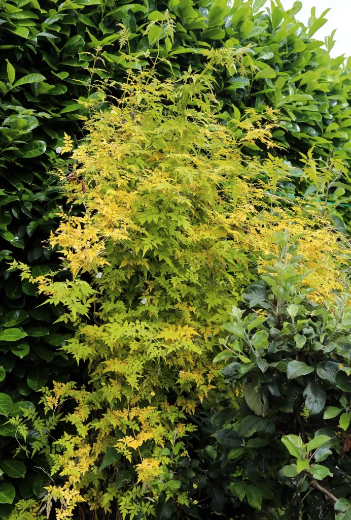 Jazmín lekársky (Jasminum officinale) – typický vzhľad, fotografia rastliny