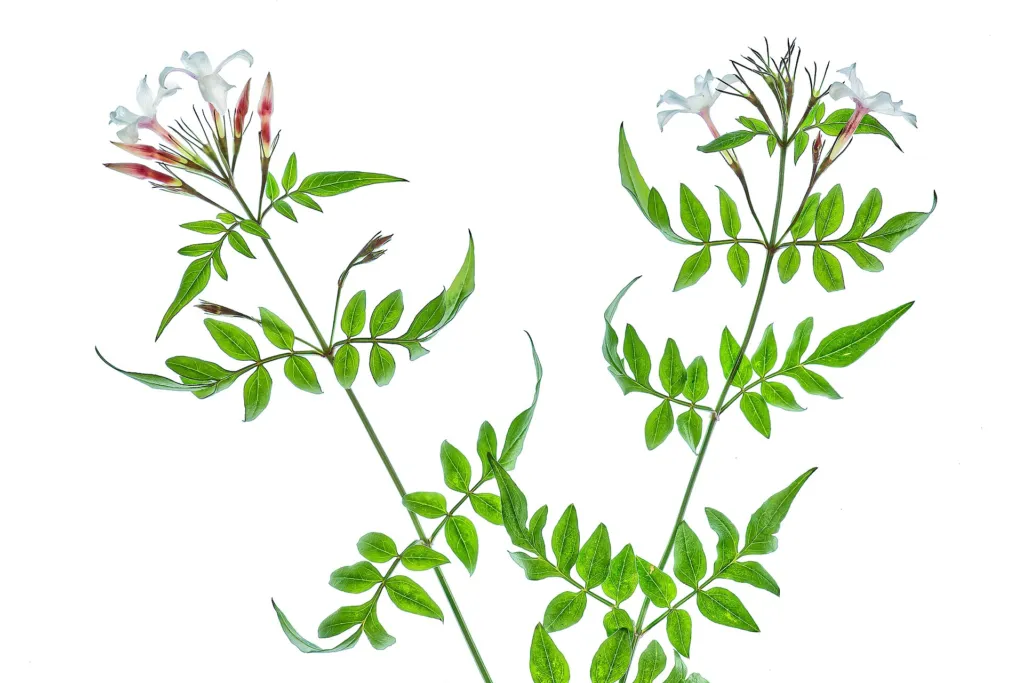Jazmín lekársky (Jasminum officinale) – typický vzhľad, fotografia rastliny