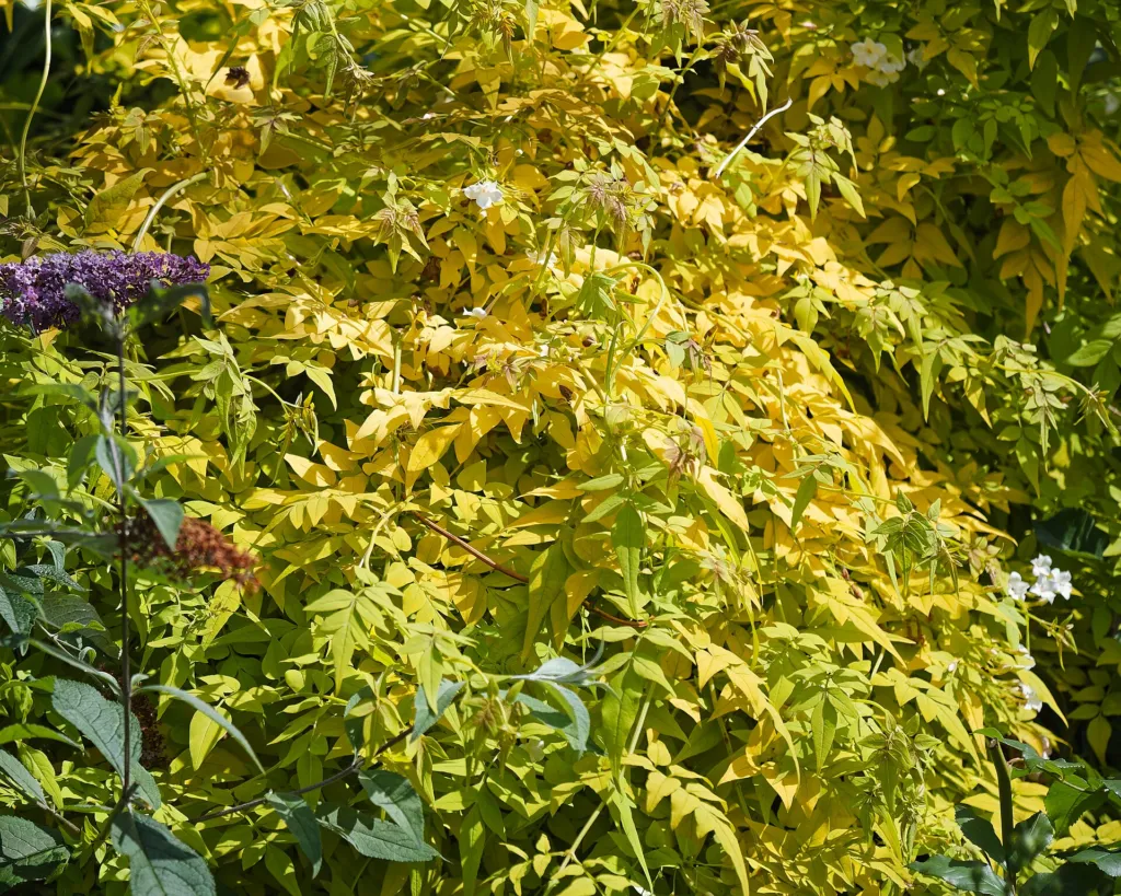 Jazmín lekársky (Jasminum officinale) – typický vzhľad, fotografia rastliny