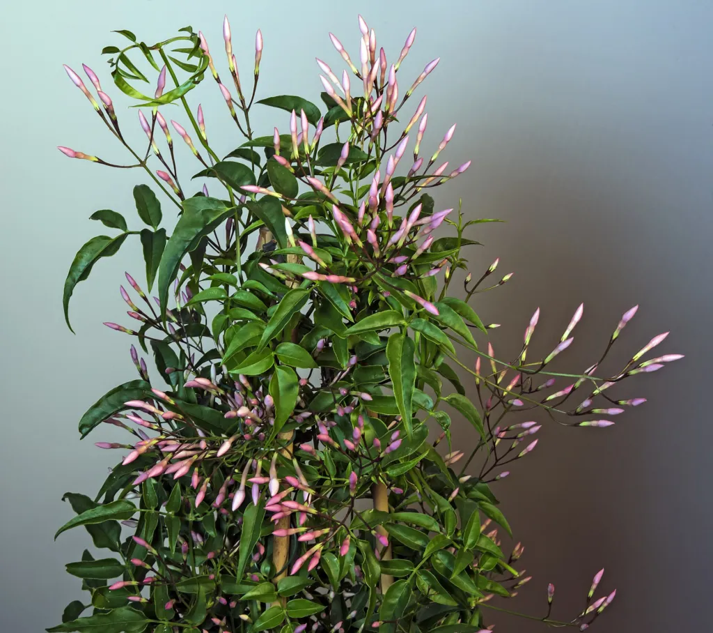 Jasminum polyanthum – natural growth habit, plant photo
