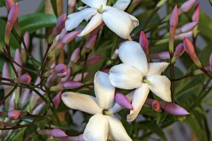 Jasminum polyanthum