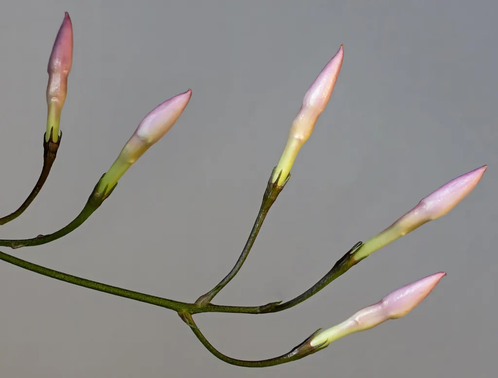 Jasminum polyanthum – flowers in close-up, plant photo